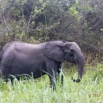 056 LOANGO 2 Akaka Riviere Rembo Ngove Nord Berge et Mammalia Proboscidea Elephant Loxodonta africana cyclotis 15E5K3IMG_106892wtmk.jpg